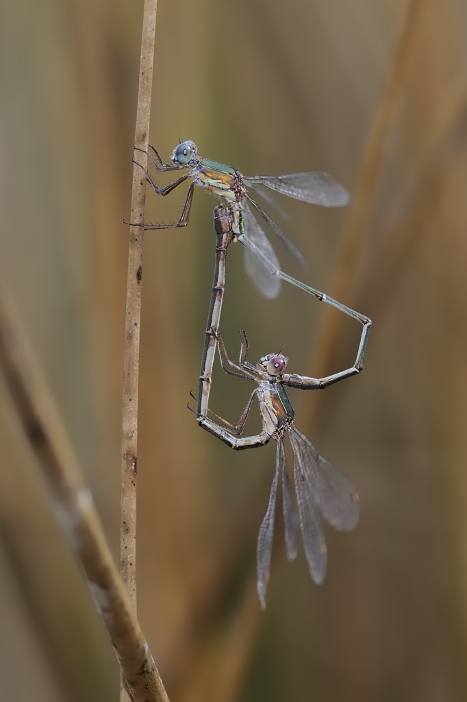 Accoppiamento di Chalcolestes viridis